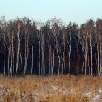 Sad Birches